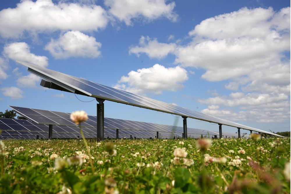 Solarparks unterstützen die Artenvielfalt in unserer Kulturlandschaft